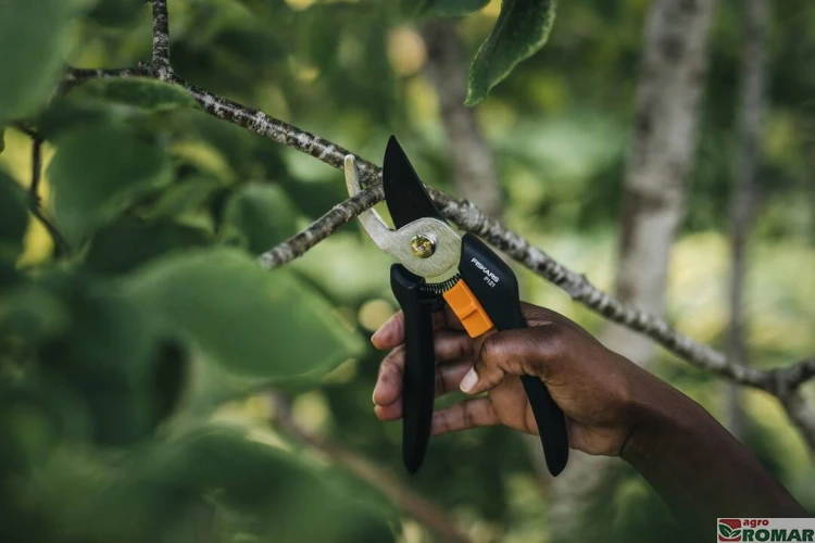 sekator-nozycowy-fiskars-p121-solid-w-uzyciu