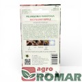 pelargonia-rabatowa-raspberry-ripple-legutko-tyl