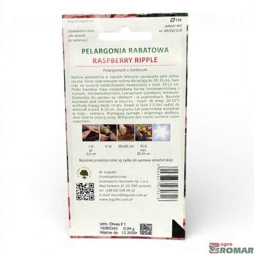pelargonia-rabatowa-raspberry-ripple-legutko-tyl