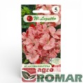 pelargonia-rabatowa-raspberry-ripple-legutko-front