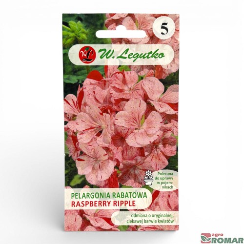 pelargonia-rabatowa-raspberry-ripple-legutko-front