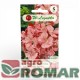 pelargonia-rabatowa-raspberry-ripple-legutko-front