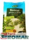 Bonsai.jpg