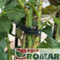 agroopaska-Agrimpex.jpg