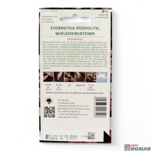 Stokrotka pospolita, wielokwiatowa(2).jpg