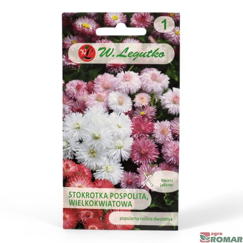 Stokrotka pospolita, wielokwiatowa.jpg