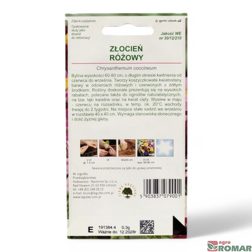 Złocień różowy(2).jpg