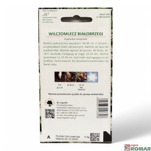 Wilczomlecz białobrzegi(2).jpg