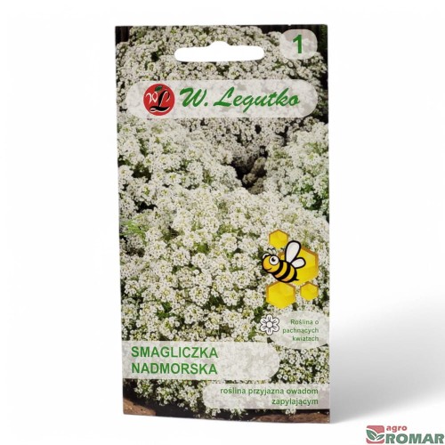 Smagliczka Nadmorska biała.jpg