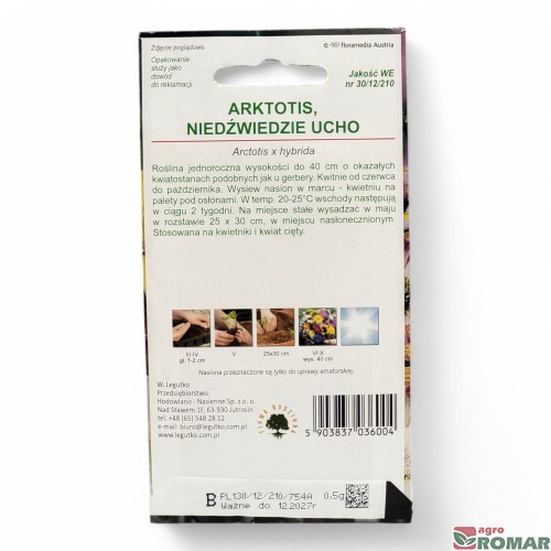 Arktotis, niedźwiedzie ucho(2).jpg