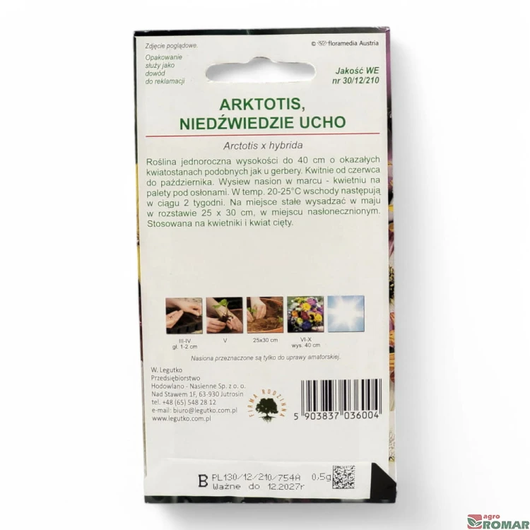 Arktotis, niedźwiedzie ucho(2).jpg