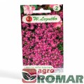 Lobelia przylądkowa, stroiczka.jpg