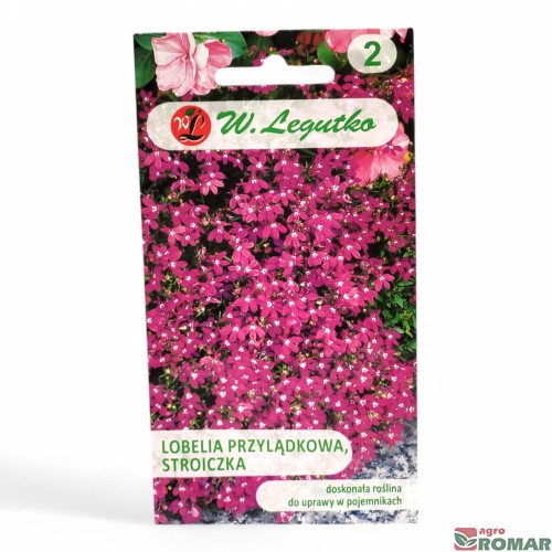 Lobelia przylądkowa, stroiczka.jpg