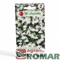Lobelia przylądkowa, stroiczka biała.jpg