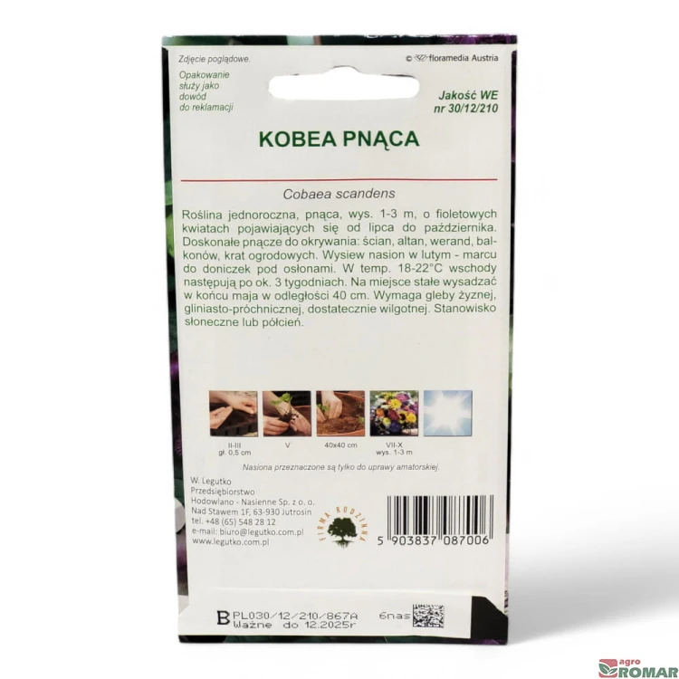 Kobea Pnąca(2).jpg