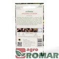 Jeżówka mieszanka gatunków(2).jpg