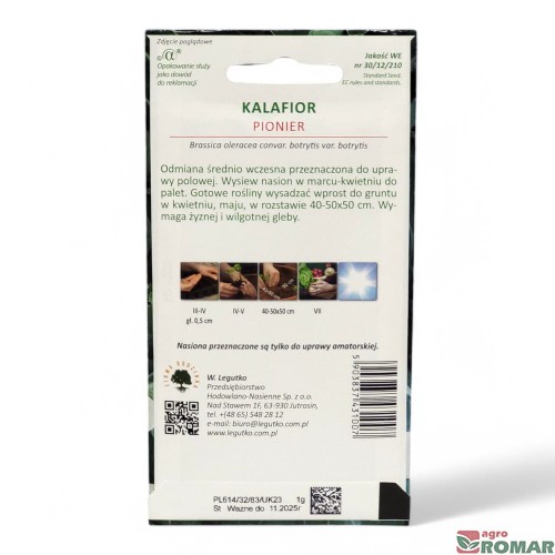 Kalafior pionier(2).jpg