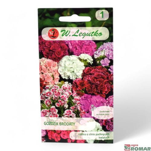 Goździk brodaty.jpg