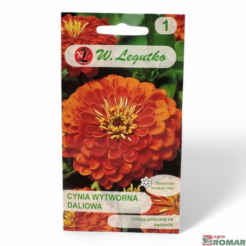 Cynia Wytworna Daliowa.jpg