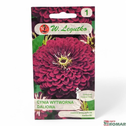 Cynia Wytworna Daliowa fioletowa.jpg