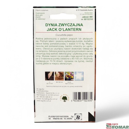 Dynia zwyczajna Jack O'Lantern(2).jpg