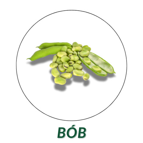 Bób