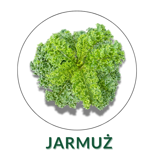 Jarmuż