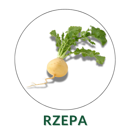 Rzepa