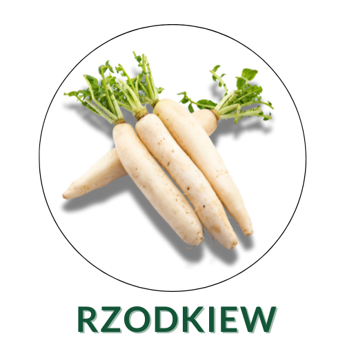 Rzodkiew