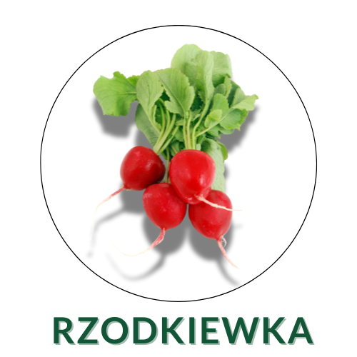 Rzodkiewka