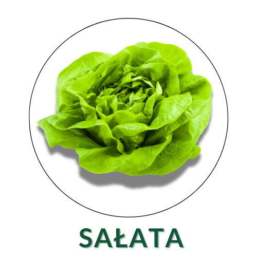 Sałata