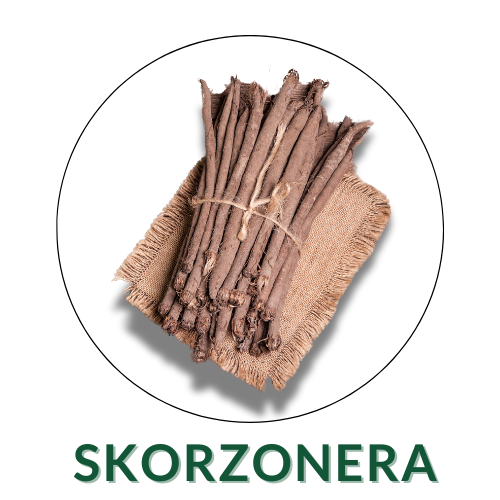 Skorzonera