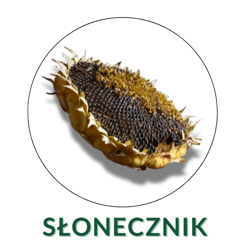 Słonecznik