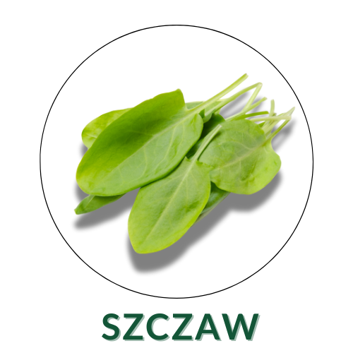 Szczaw