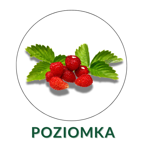 Poziomka