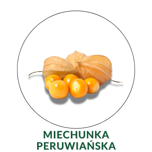Miechunka peruwiańska / Rodzynek brazylijski