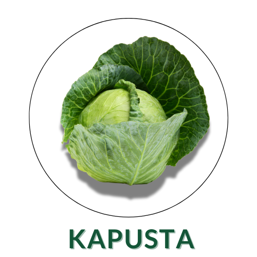 Kapusta