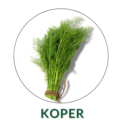 Koper