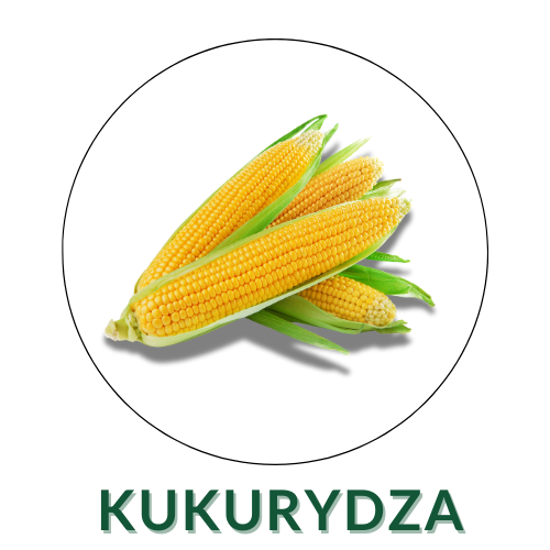 Kukurydza