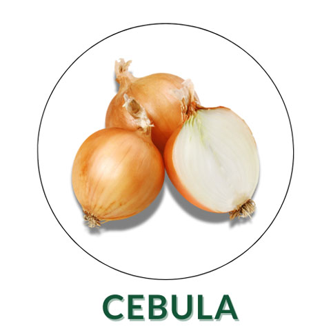 Cebula