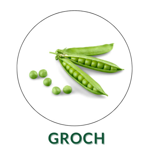 Groch