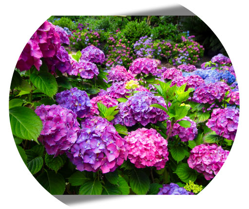 Kwiaty hortensji w różnych kolorach - ilustracja efektów nawożenia Planton H