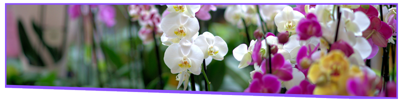 Podłoże do orchidei