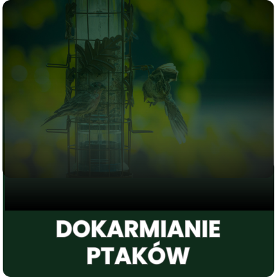 Dokarmianie ptaków