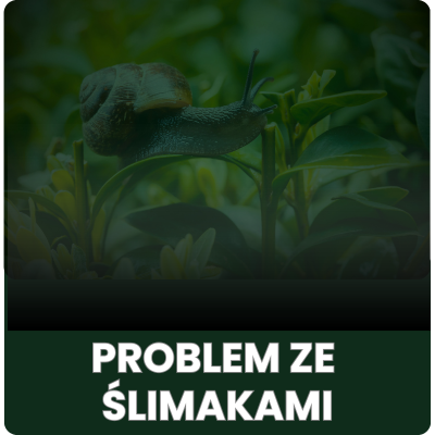 Problem ze ślimakami