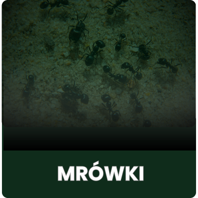 Mrówki