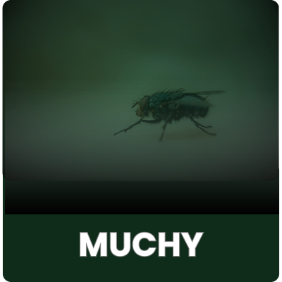 Muchy