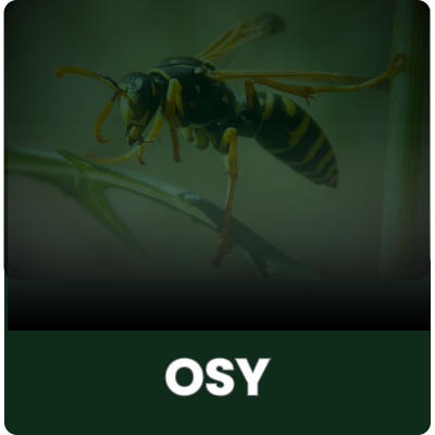 Osy